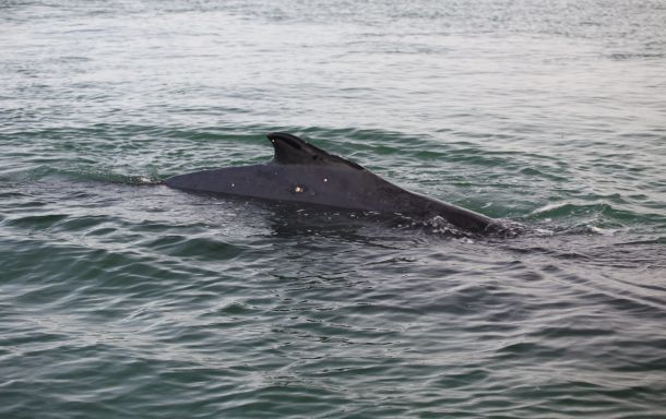 Teen fisho’s whale of a tail